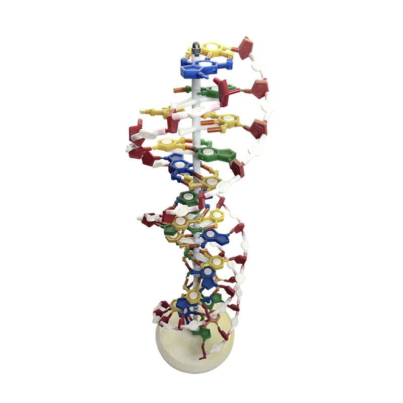 DNA 모델, DNA 이중 나선 모델, DNA 컬러 이중 나선 의료 모델