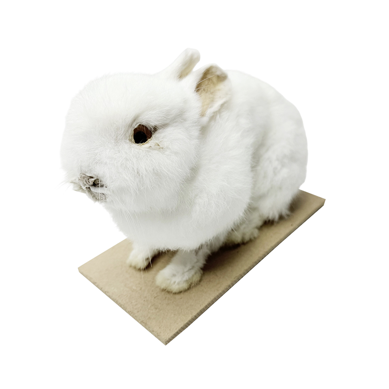 토끼모형/표본/과학