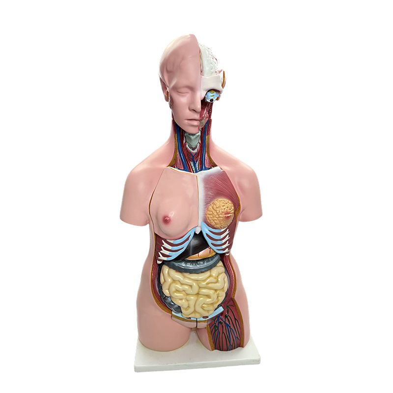인체 성별 시연, 인체 장기의 몸통 모델 시뮬레이션, 85cm 의료 해부학 교육