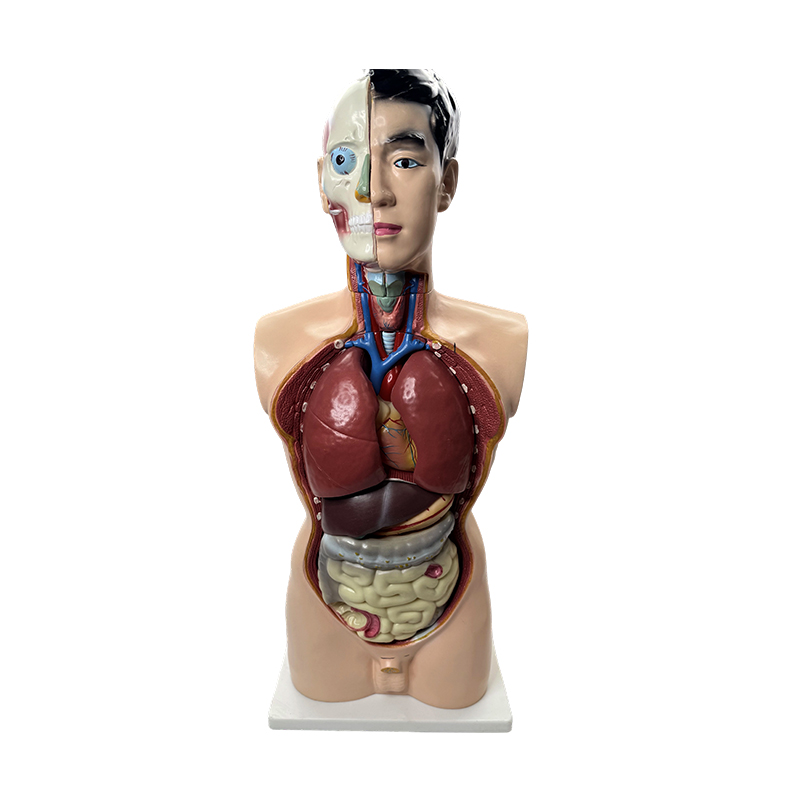 의료 해부학 모델 85cm 남성 몸통 모델