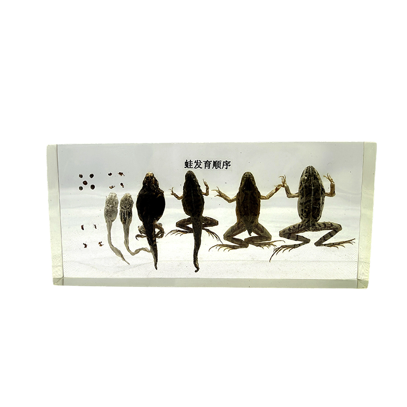 개구리 발달 표본, 동물 해부학, 생물학적 표본