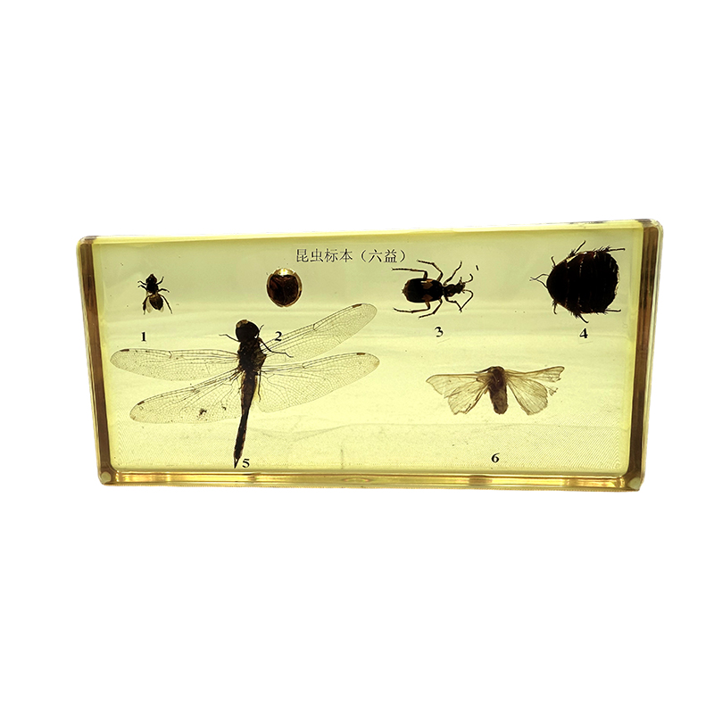 학교교육에 사용되는 곤충표본(유익곤충)